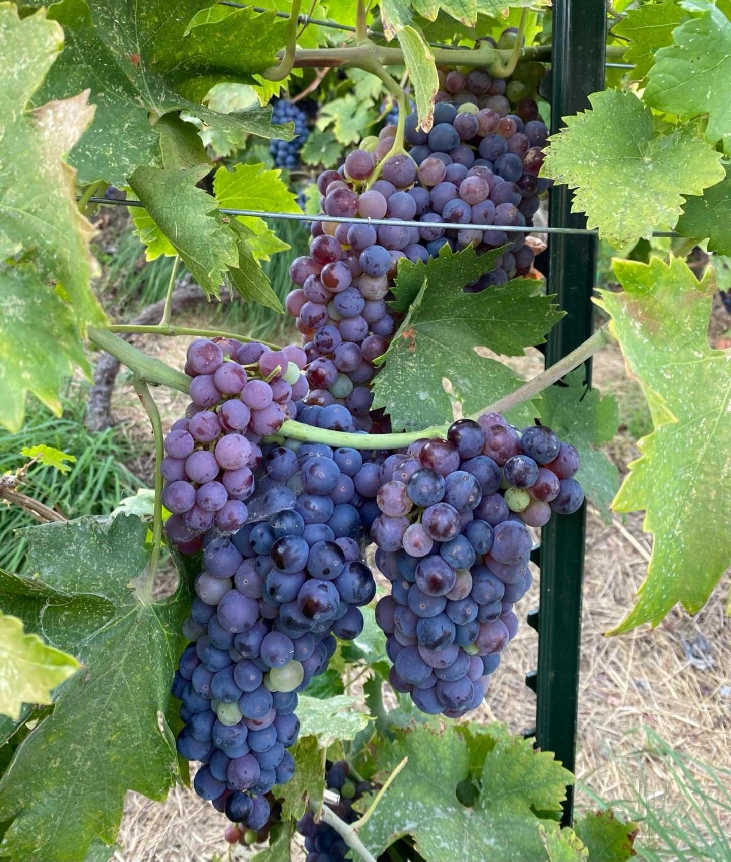 Picture of Healthy Grape Clusters from Vasudeva Gardens